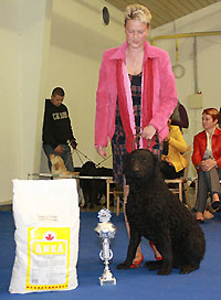 BLACK z Ledenick�ch zahrad z�skal cenu za titul "V�stavn� pes CCR roku 2009"