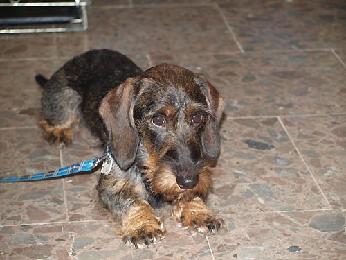Reprezentace DIANEK (1. mysliveck� spolek �en) na Zemi �ivitelce 2014 - CHIP