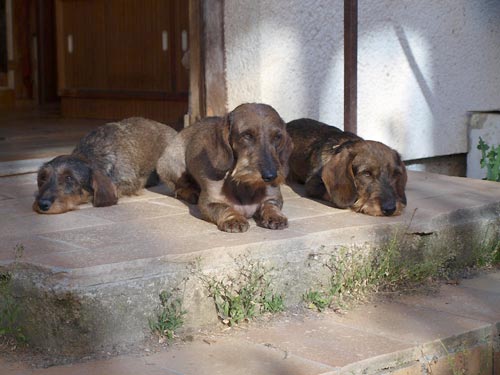 M��A z Ledenick�ch zahrad & VALMONT OF HAPPYTAILS 1988 RO & FAIA z Ledenick�ch zahrad