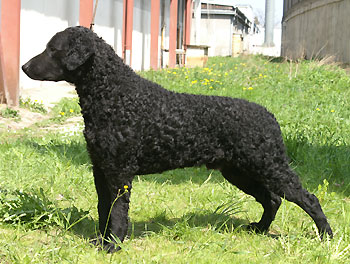 BLACK z Ledenick�ch zahrad