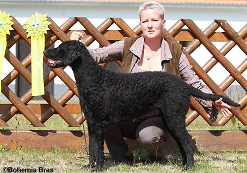 Klubov� v�stava retriever� T�ebo� 2015 - V1, CAC, BOS, V�t�z T�ebon�
