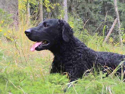 URSUS z Ledenick�ch zahrad
