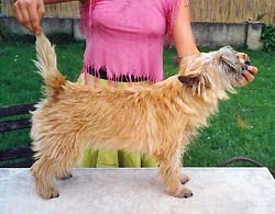 CT Coco od Kleteck� hr�ze