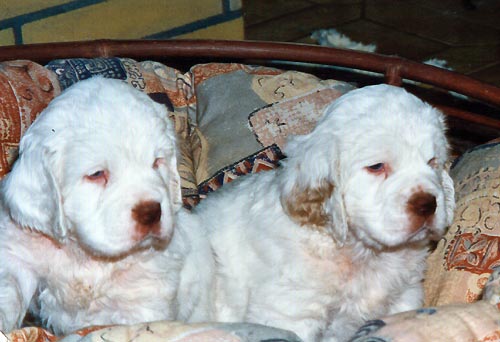 Queen Mary a Quick Step du Bois des Amourettes
