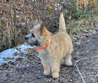 BABETKA Lubicairn�s kennel
