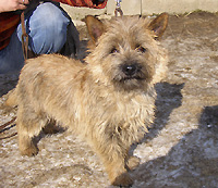 BIBI z Vltavot�nsk�ch les�