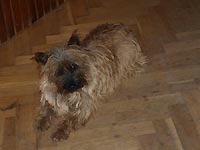 BIBI z Vltavot�nsk�ch les�