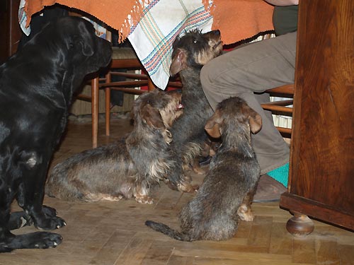 r. 2013 - Nic n�m ned�, lakomec...