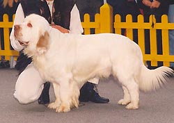 Balu Bohemia Clumber