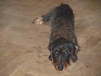D�DA z Ledenick�ch zahrad