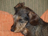 Evi�ku dne�n� n�v�t�va na OVVR Mal� Ratm�rov fakt moc zmohla