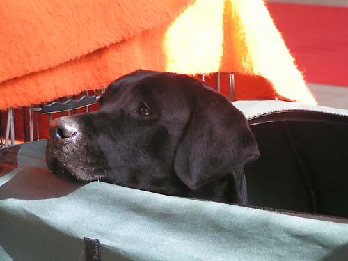 Klubov� v�stava �esk� Bud�jovice 2007