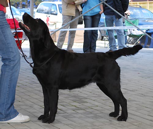 MVP �esk� Bud�jovice - V1, CAC