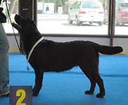 CH CZ AMINA z Ledenick�ch zahrad - V2 R.CAC