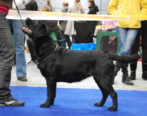 MVP Praha - V1, CAC, CACIB