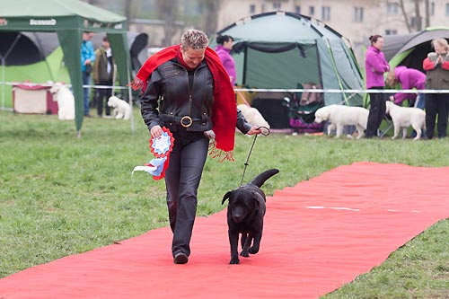 Klubov� v�stava KCHLS Humpolec 2013 - p�ehl�dka �ampion�