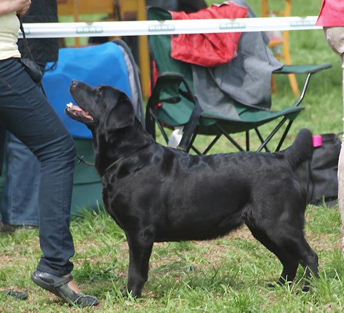 Klubov� v�stava KCHLS Humpolec 2013 - V1, CAC