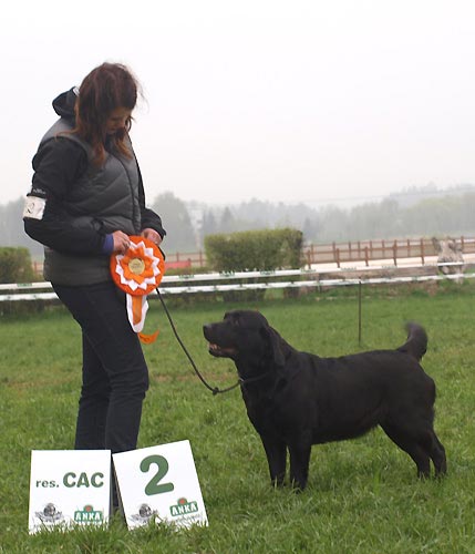 Speci�ln� v�stava Humpolec 2013 - V2, res. CAC