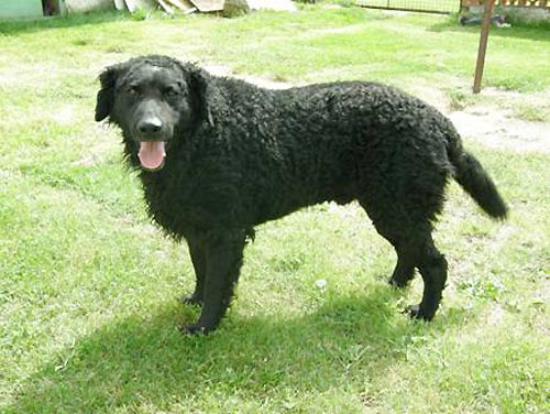 Po �mrt� majitelky darujeme p�tilet�ho kudrnat�ho retr�vra (Curly coated retr�vr),