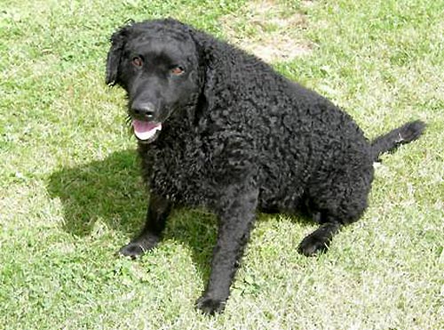 Po �mrt� majitelky darujeme p�tilet�ho kudrnat�ho retr�vra (Curly coated retr�vr),