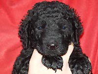 CURLY COATED RETRIEVER