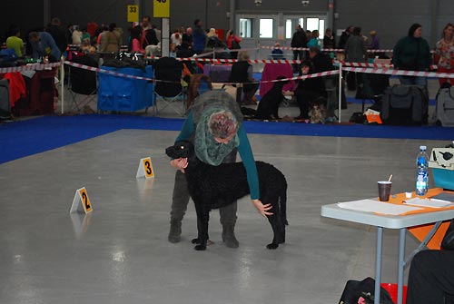 Prague Expo Dog 2.11.2014 - V1, CAJC