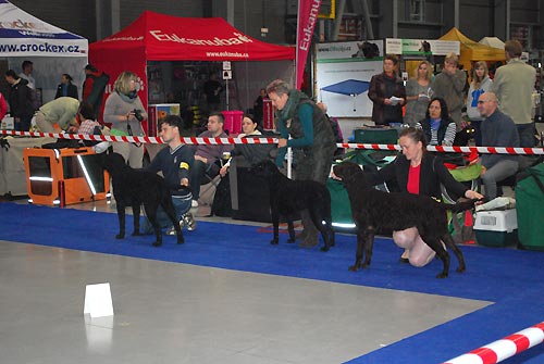 Prague Expo Dog 2.11.2014 - V1, CAJC