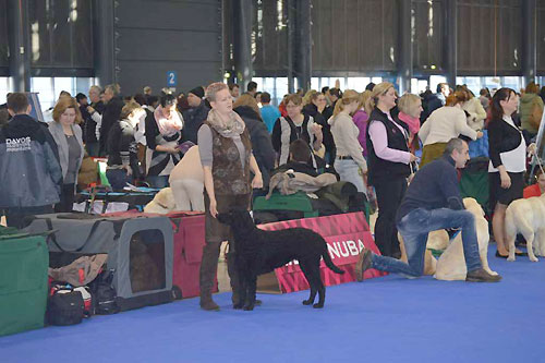 DUO CACIB Brno 2015 - 2x V1, 2x CAC, 2x CACIB, 2x BOB