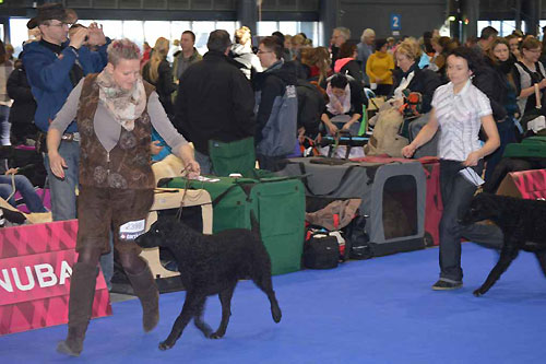 DUO CACIB Brno 2015 - 2x V1, 2x CAC, 2x CACIB, 2x BOB