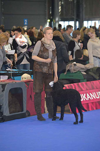DUO CACIB Brno 2015 - 2x V1, 2x CAC, 2x CACIB, 2x BOB
