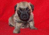 Cairn terrier vrh A