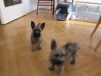 Cairn terrier vrh A - nov� foto