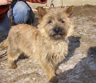 CAIRN TERRIER