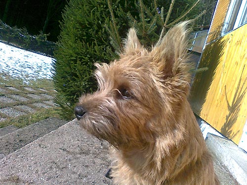 BOSS si u��v� s&nbsp; nov�m p�n��kem&nbsp; na chalup�...