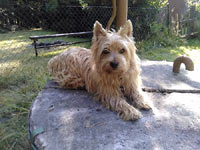 BOSS z Ledenick�ch zahrad