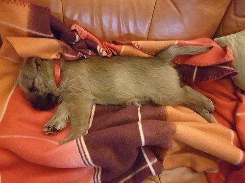 v nov�m domov�