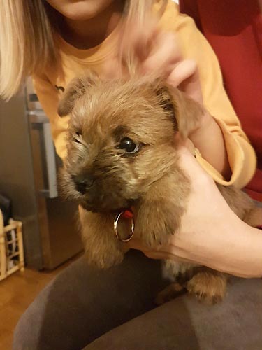 v nov�m domov�