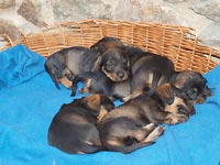 Vrh CH - je n�m 1 m�s�c...