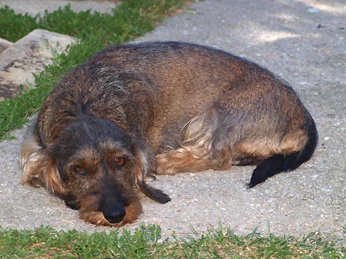 Cilunka d�l� ch�vu