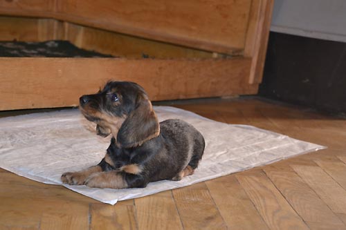 Valerie a mal� sme�ka