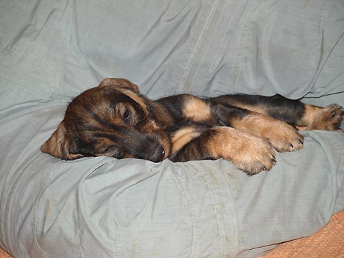 Pejsek HAD a fenka HAJA jsou je�t� voln�