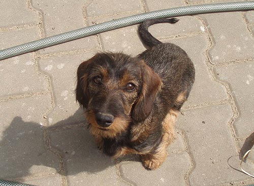 HAJA z Ledenick�ch zahrad
