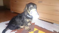 LOLA z Ledenick�ch zahrad