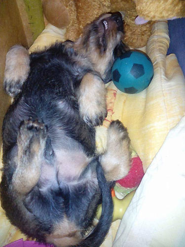 v nov�m domov�