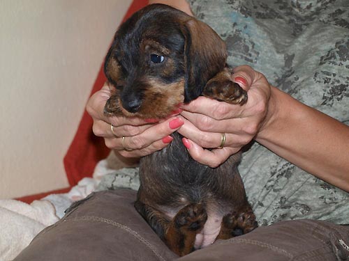NELA z Ledenick�ch zahrad - �erven� holka - 5 t�dn�