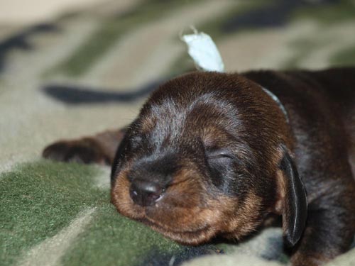 OZY z Ledenick�ch zahrad - sv�tle modr� kluk