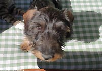 QENTYN z Ledenick�ch zahrad
