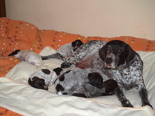 M�me nakrmeno, vyven�eno, umyto a gu�ink s m�mou. Pani�ka m�la �as uklidit bednu.
