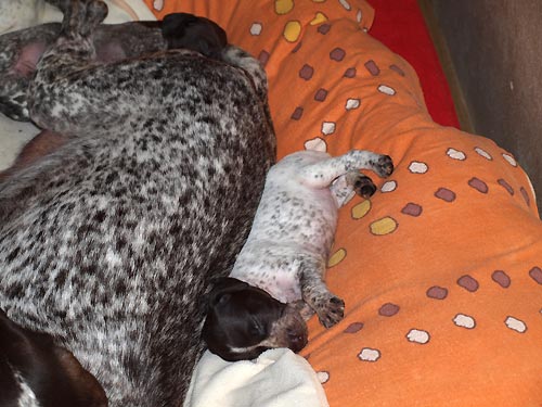 M�me nakrmeno, vyven�eno, umyto a gu�ink s m�mou. Pani�ka m�la �as uklidit bednu.