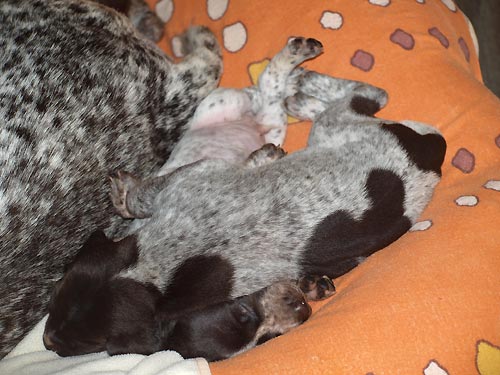 M�me nakrmeno, vyven�eno, umyto a gu�ink s m�mou. Pani�ka m�la �as uklidit bednu.